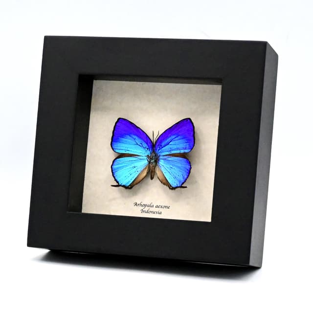 Real iridescent blue Hairstreak butterfly framed taxidermy - Arhopala aexone