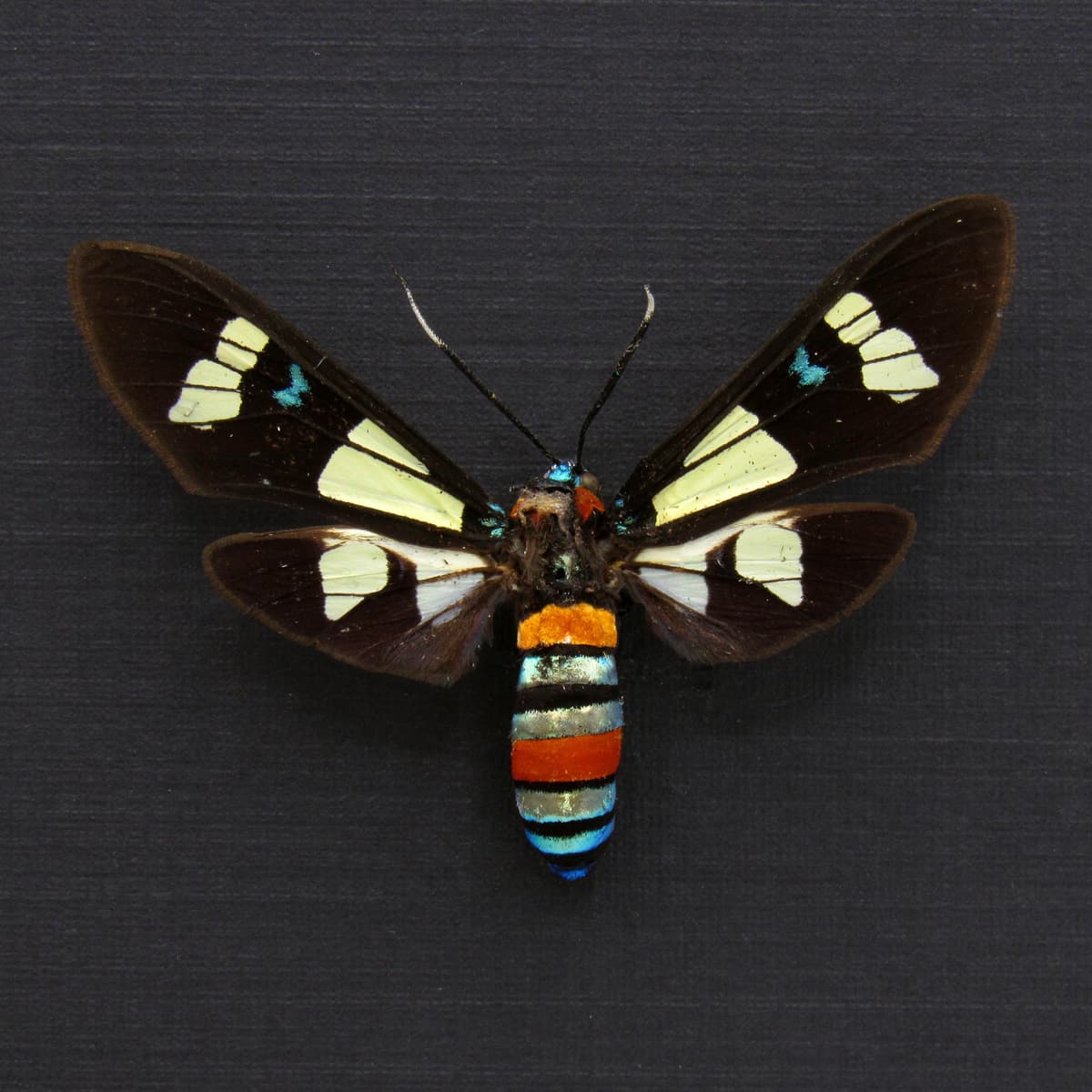 Rare metallic Arctiid Moth framed taxidermy - Euchromia foletii