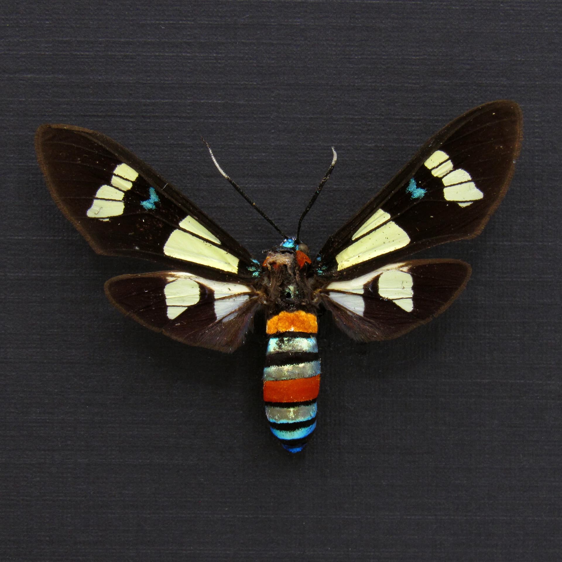 Rare metallic Arctiid Moth framed taxidermy - Euchromia foletii