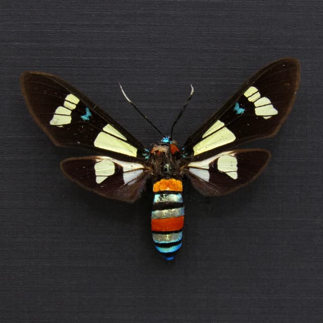 Rare metallic Arctiid Moth framed taxidermy - Euchromia foletii