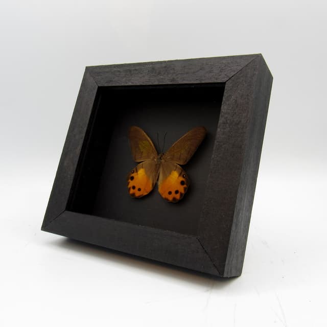 Real yellow butterfly framed taxidermy - Pierella hyceta