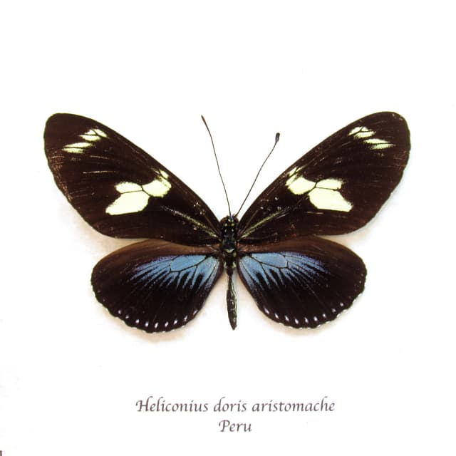 Real blue longwing framed taxidermy butterfly - Heliconius doris aristomache