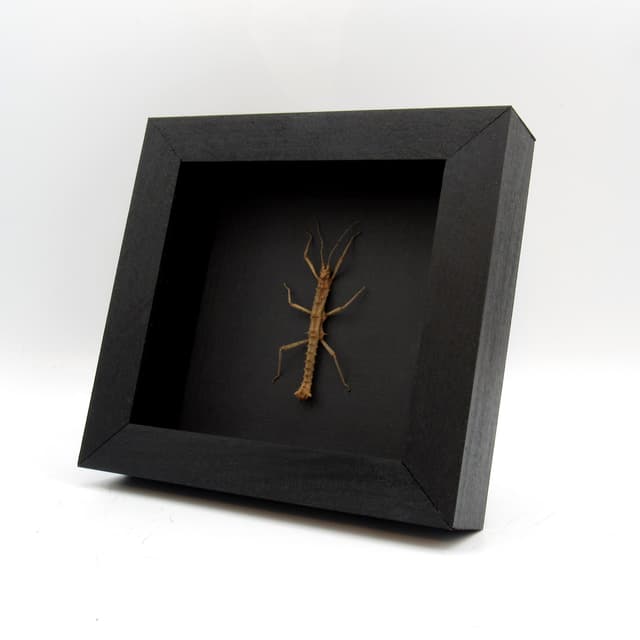 Real Thorny Stick bug framed taxidermy - Pylaemenes coronatus