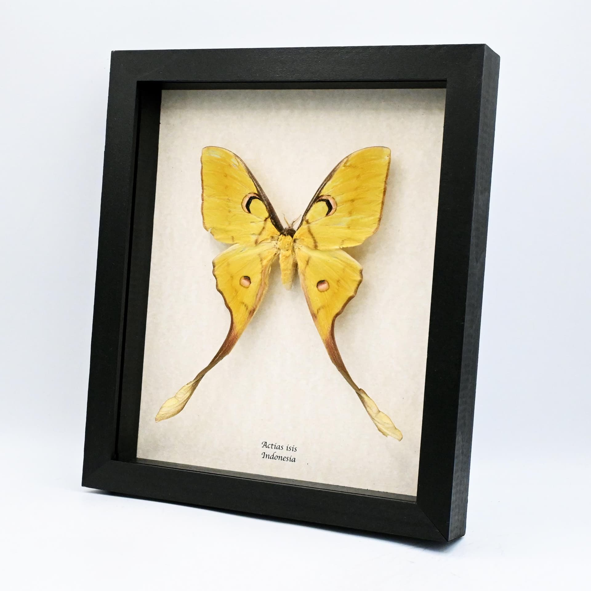 Rare Sulawesi Moon Moth framed taxidermy - Actias isis - female - minor damage