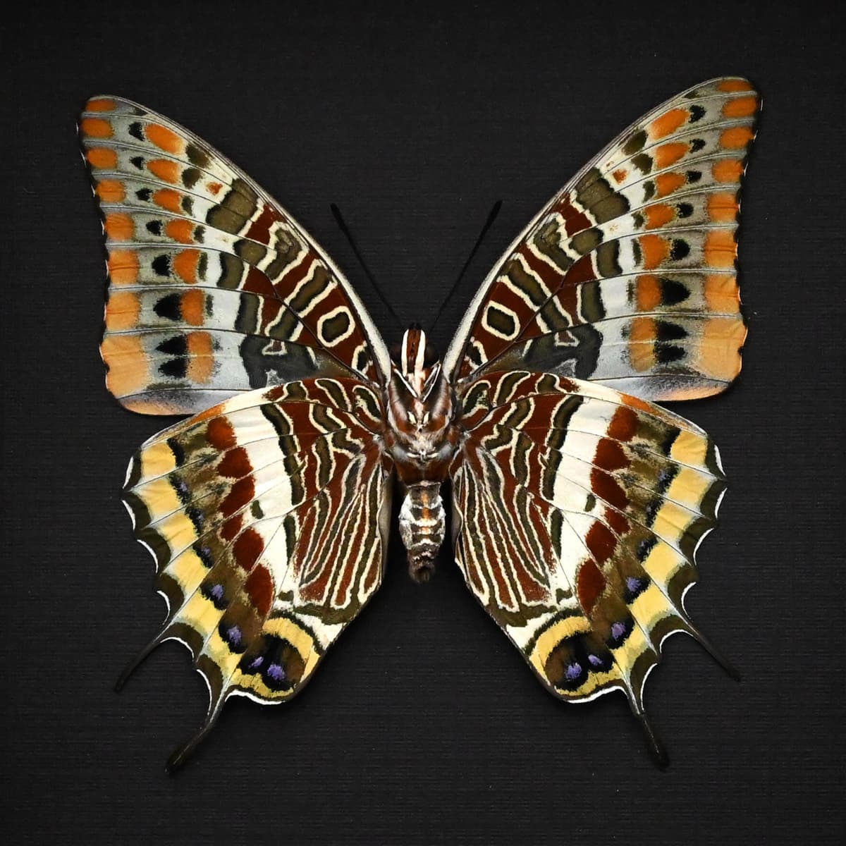 Rare Two-tailed Pasha butterfly framed taxidermy - Charaxes jasius septentrionalis - large female