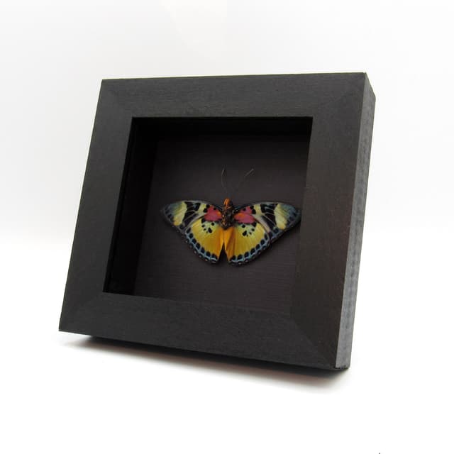 Rare Themis Forester butterfly framed taxidermy - Euphaedra piriformis - Victorian mount