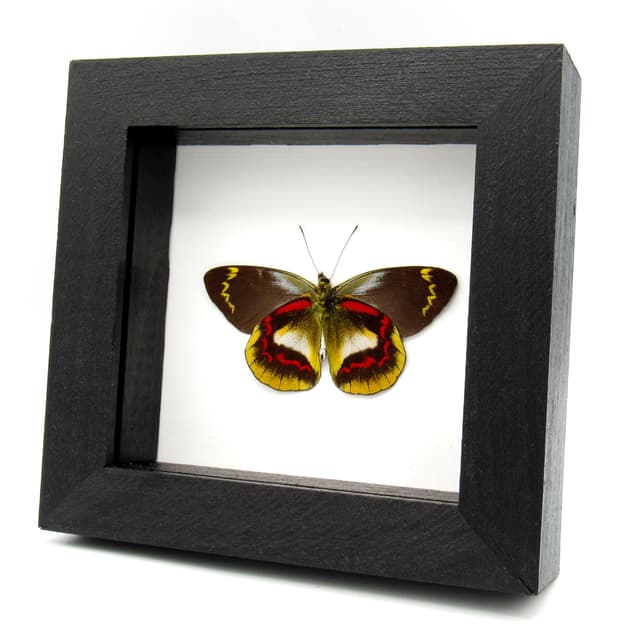 Rare Delias butterfly framed taxidermy - Delias joiceyi - large female - Victorian mount