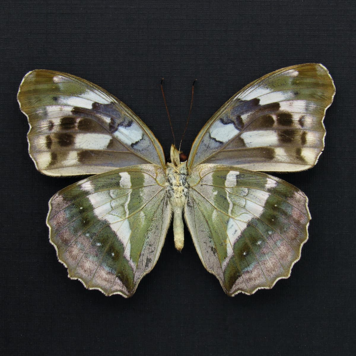 Real green butterfly framed taxidermy - Argynnis sagana - female