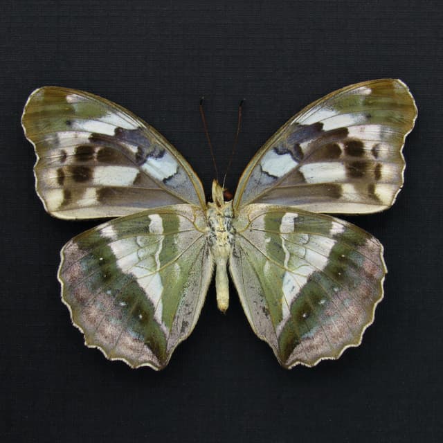 Real green butterfly framed taxidermy - Argynnis sagana - female