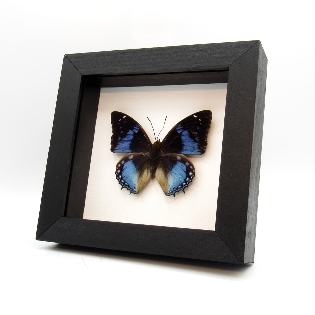 Real Western Blue Charaxes butterfly framed taxidermy - Charaxes smaragdalis
