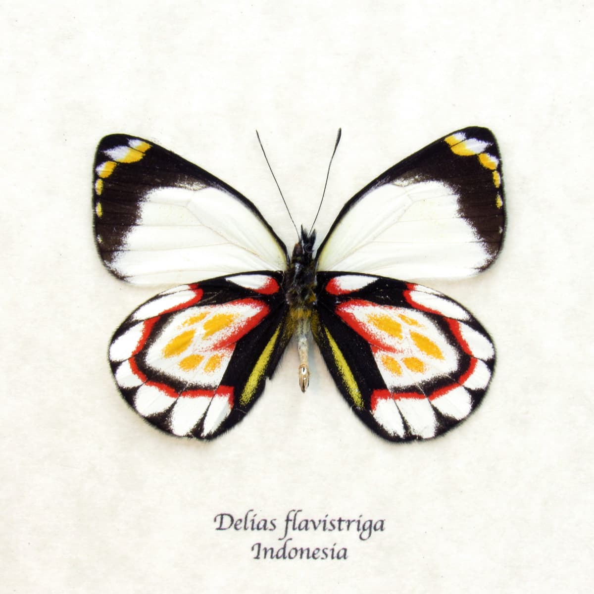 Rare Delias butterfly framed taxidermy - Delias flavistriga