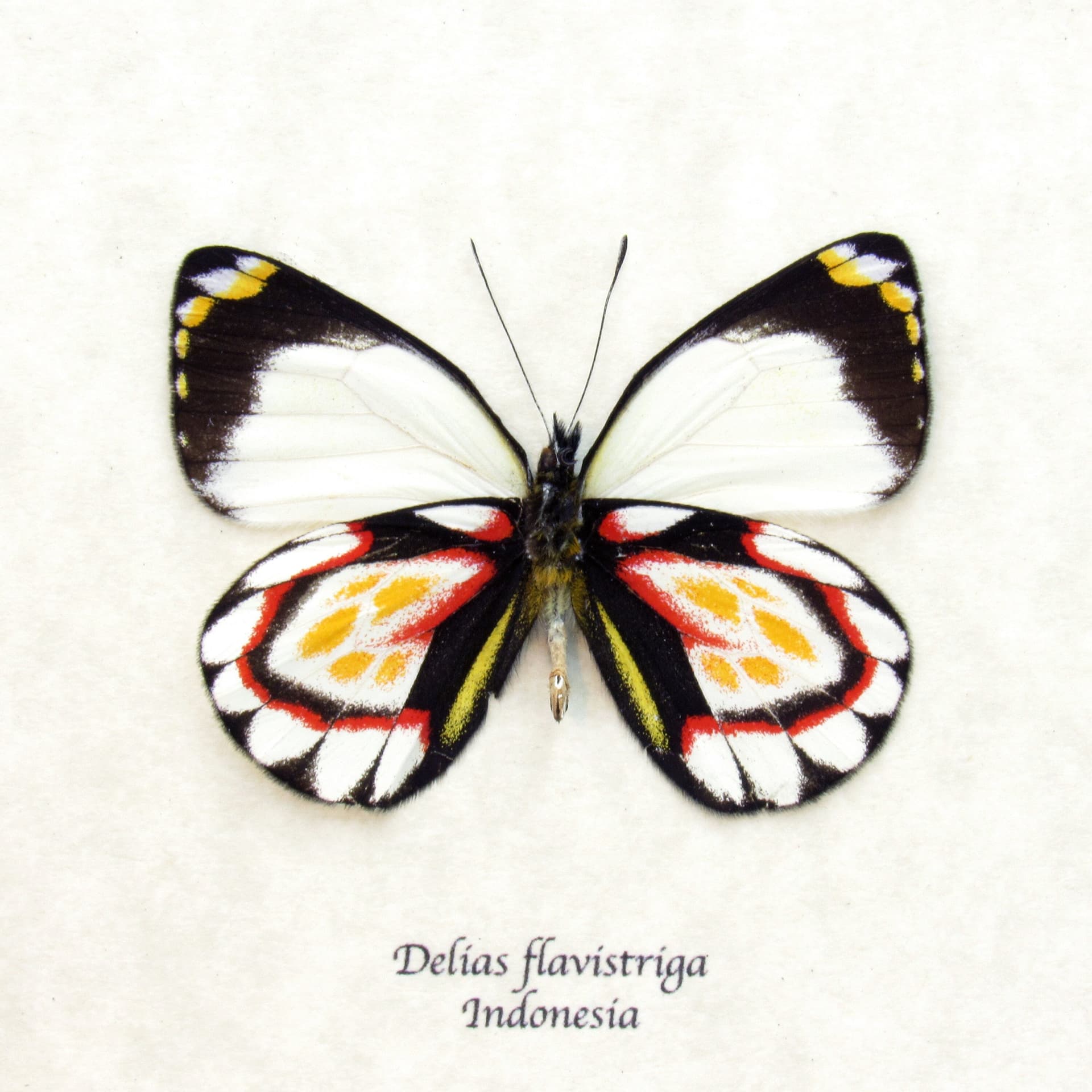 Rare Delias butterfly framed taxidermy - Delias flavistriga
