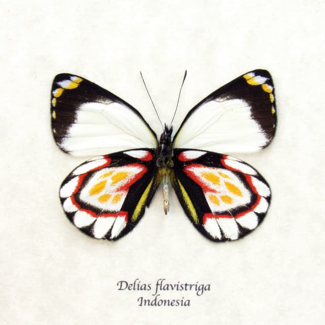 Rare Delias butterfly framed taxidermy - Delias flavistriga