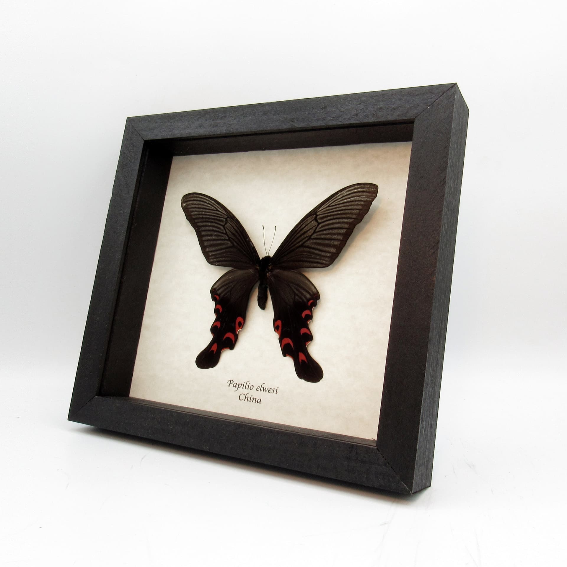 Real Giant Swallowtail butterfly framed taxidermy - Papilio elwesi - XL summer form