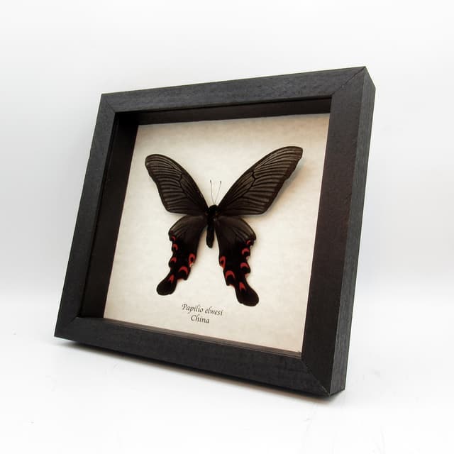 Real Giant Swallowtail butterfly framed taxidermy - Papilio elwesi - XL summer form
