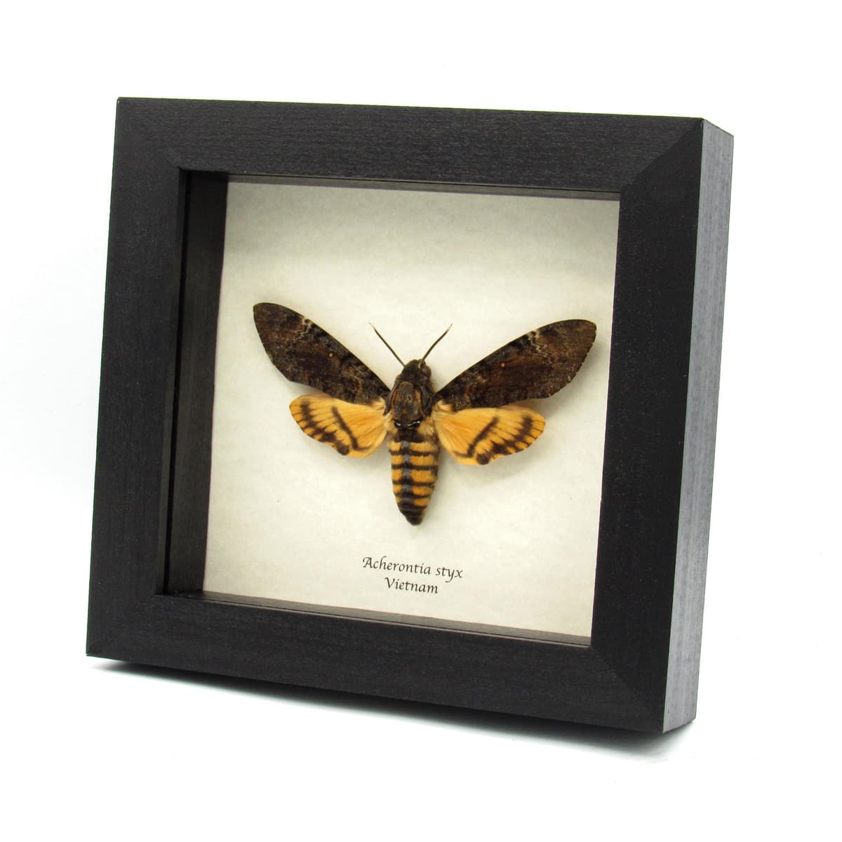 Real Lesser Deaths Head Hawkmoth framed taxidermy - Acherontia styx