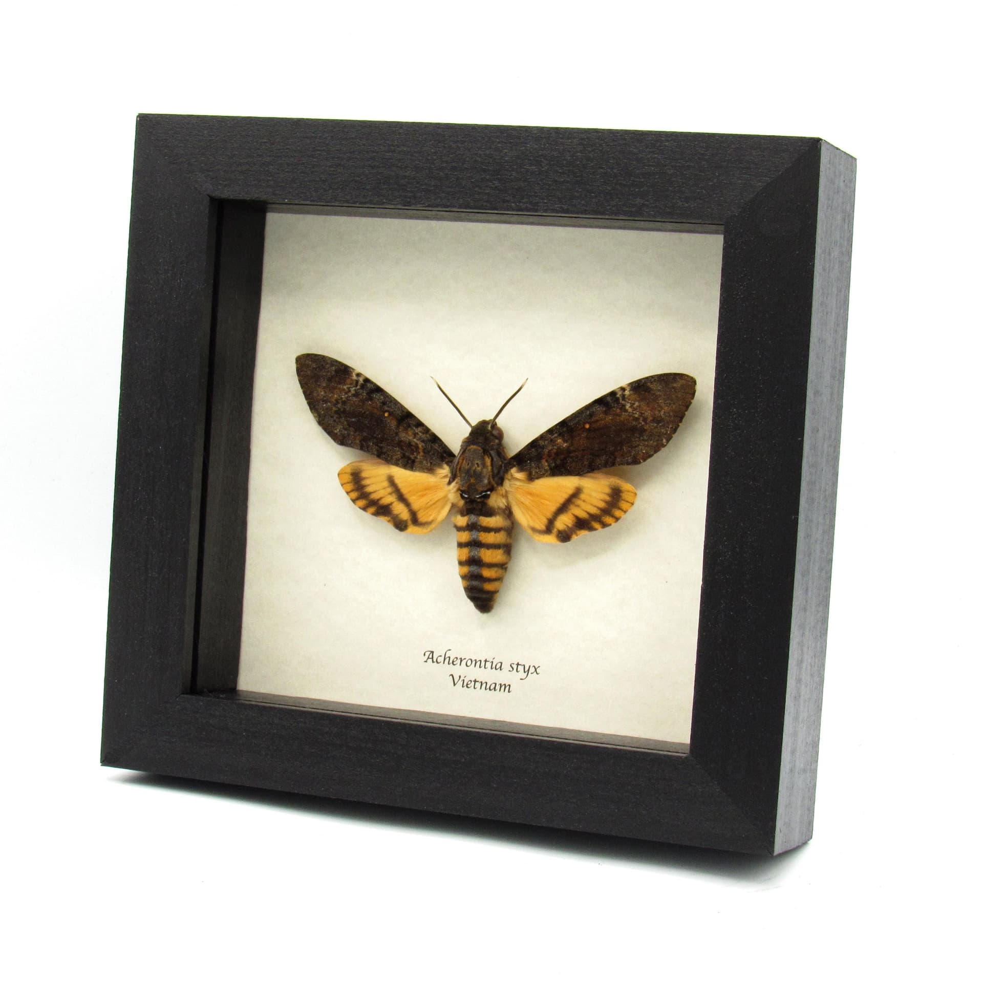 Real Lesser Deaths Head Hawkmoth framed taxidermy - Acherontia styx