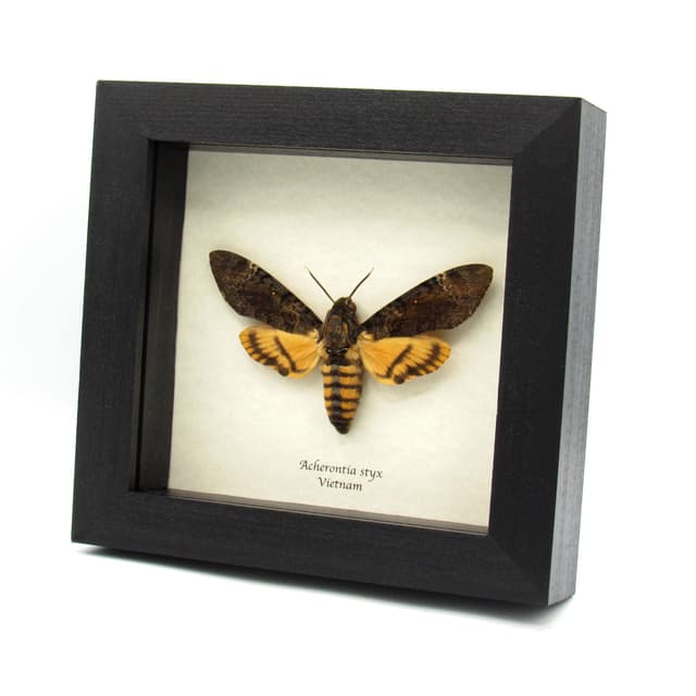 Real Lesser Deaths Head Hawkmoth framed taxidermy - Acherontia styx