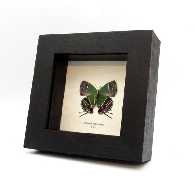 Rare metallic green Hairstreak butterfly framed taxidermy - Evenus sumptuosa