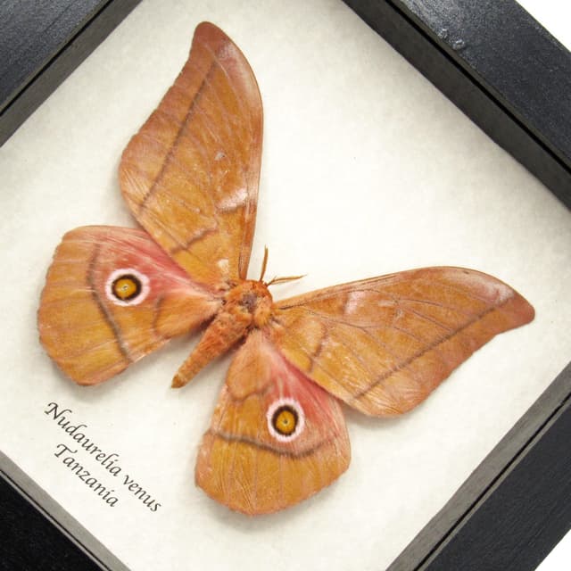 Rare Giant Emperor moth framed taxidermy - Nudaurelia venus