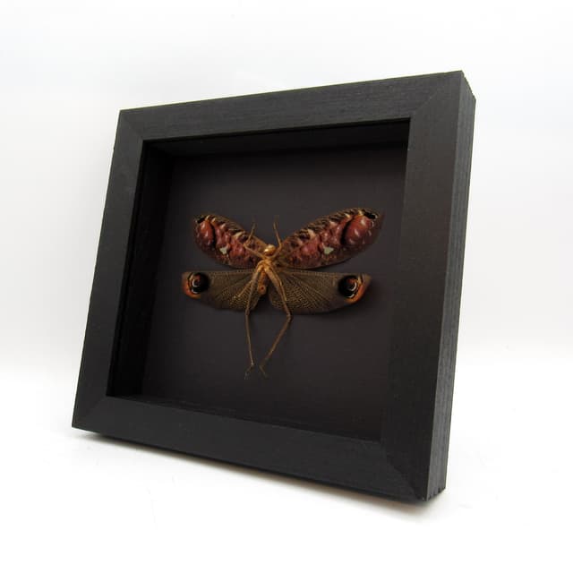 Rare Peacock katydid framed - Pterochroza ocellata - discounted - missing antenna