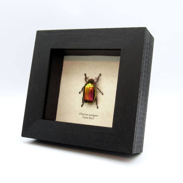 Very rare red and gold Jewel beetle framed taxidermy - Chrysina aurigans - red/gold form