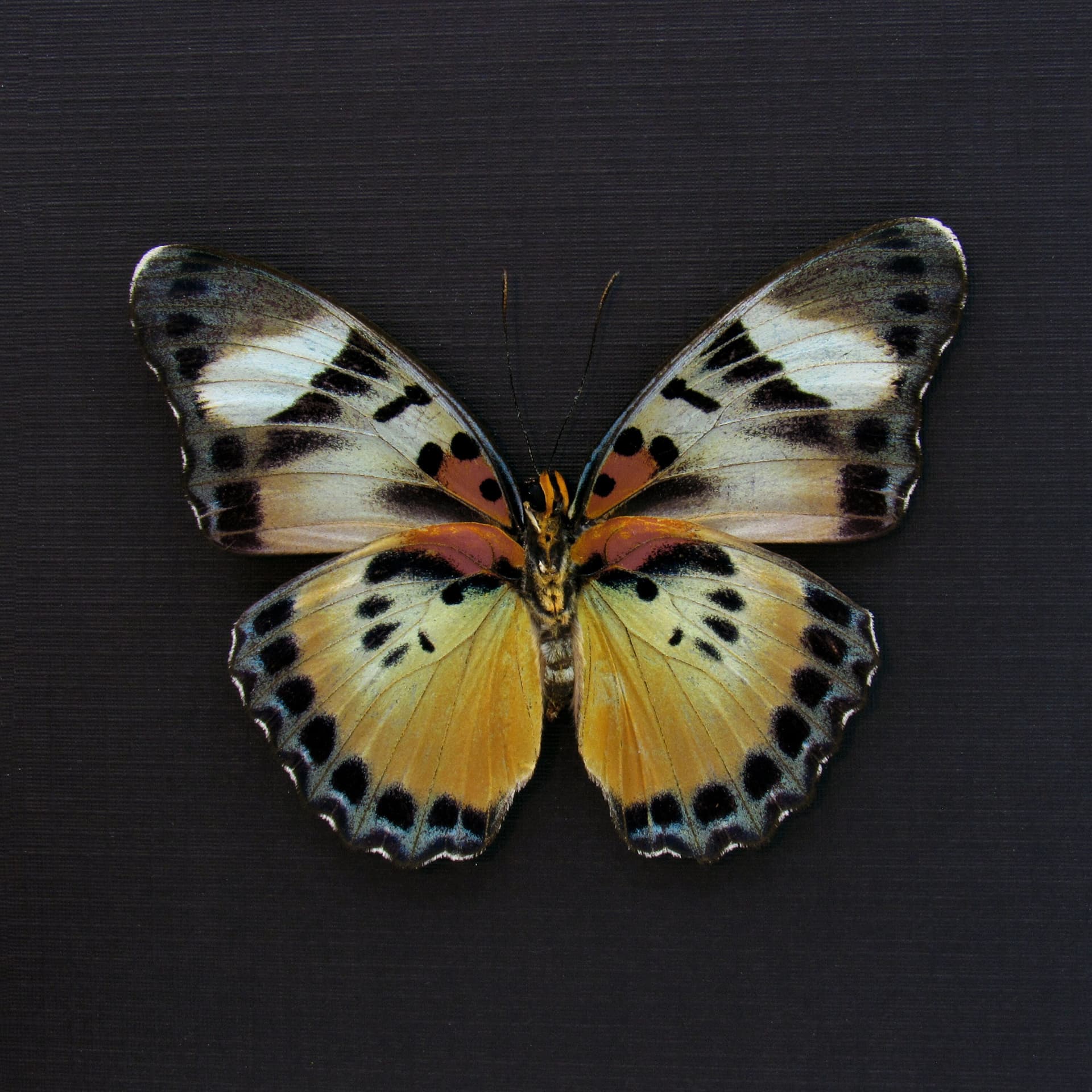 Rare Themis Forester butterfly framed taxidermy - Euphaedra piriformis - large female