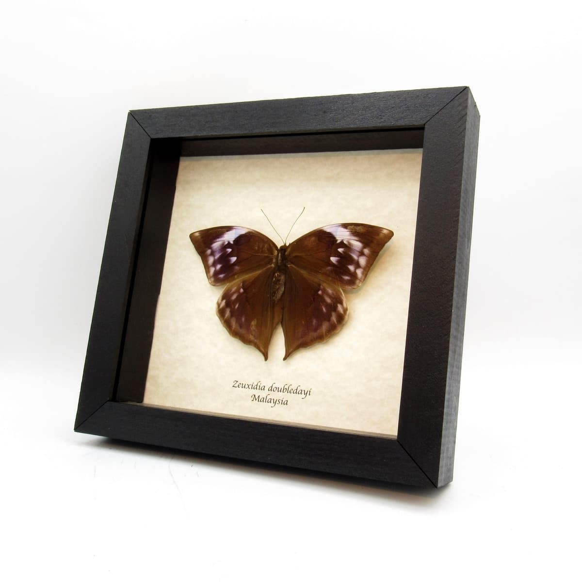 Real purple Scarce Saturn butterfly framed taxidermy - Zeuxidia doubledayi - female - Victorian mount
