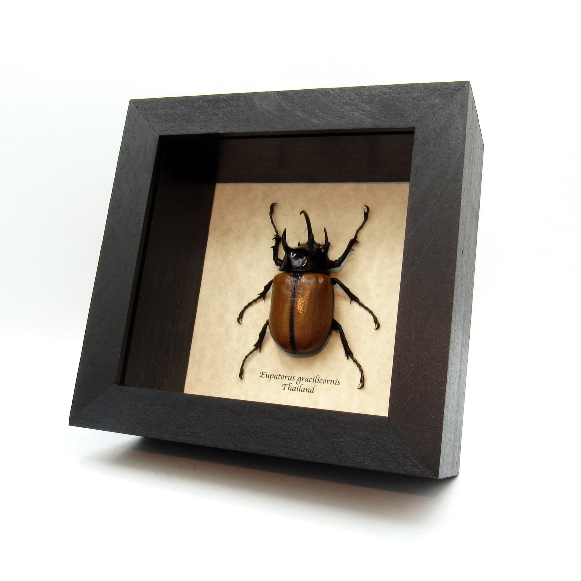Real large Rhinoceros beetle framed taxidermy - Eupatorus gracilicornis