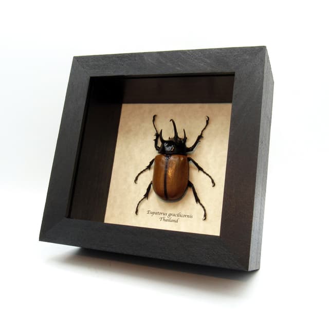 Real large Rhinoceros beetle framed taxidermy - Eupatorus gracilicornis