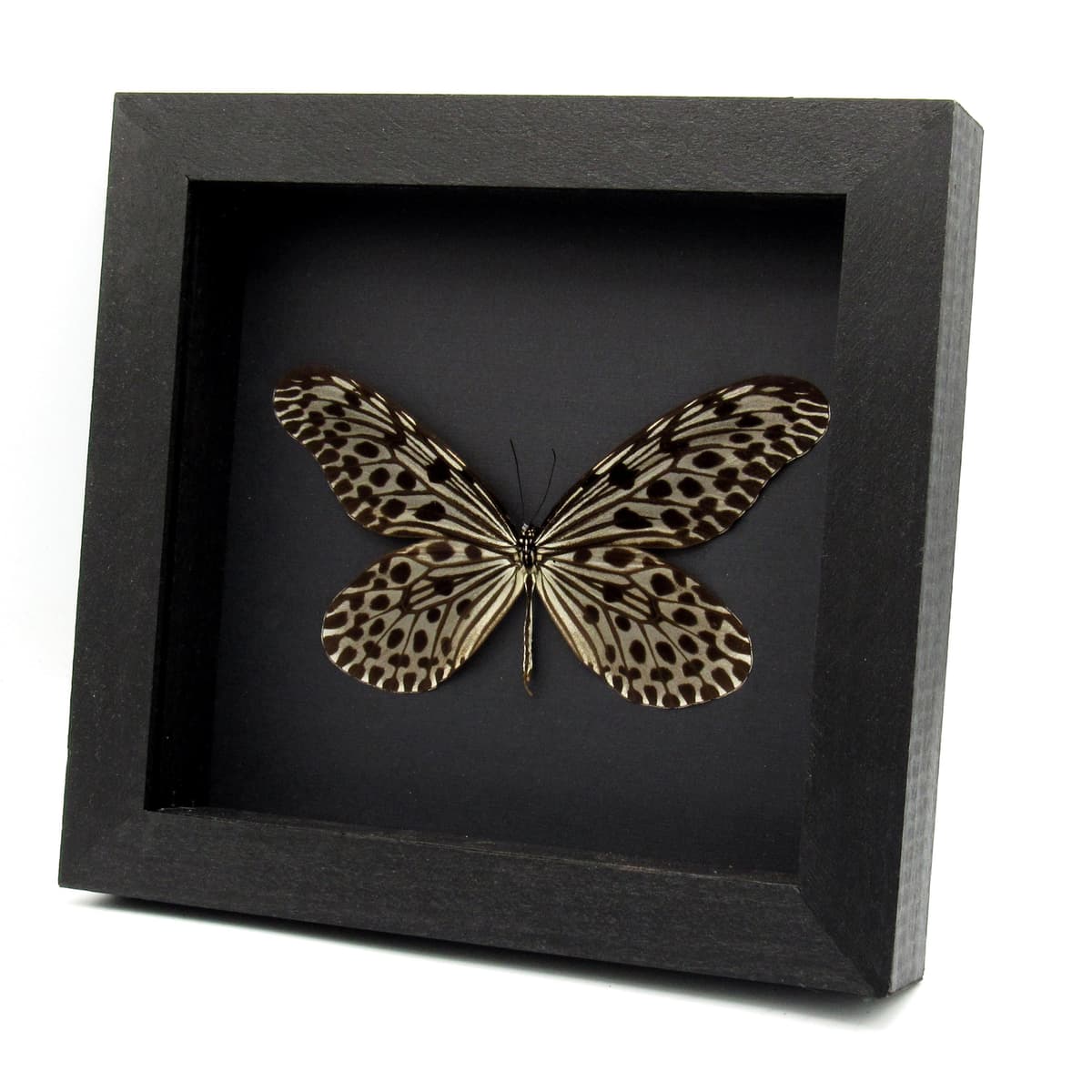 Real large female Tree Nymph butterfly framed taxidermy - Idea stolli