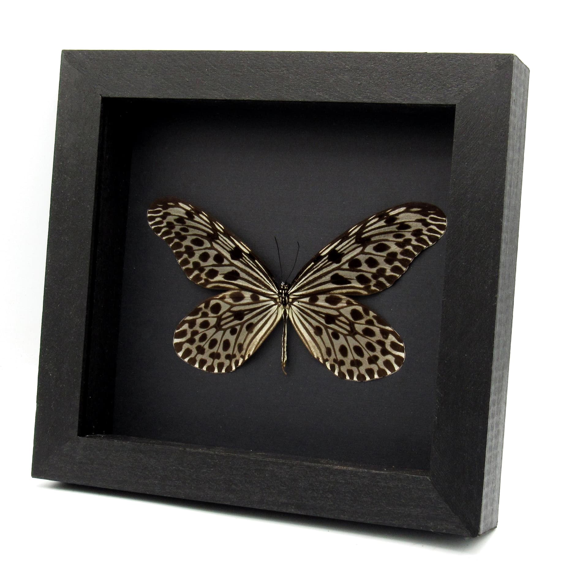 Real large female Tree Nymph butterfly framed taxidermy - Idea stolli