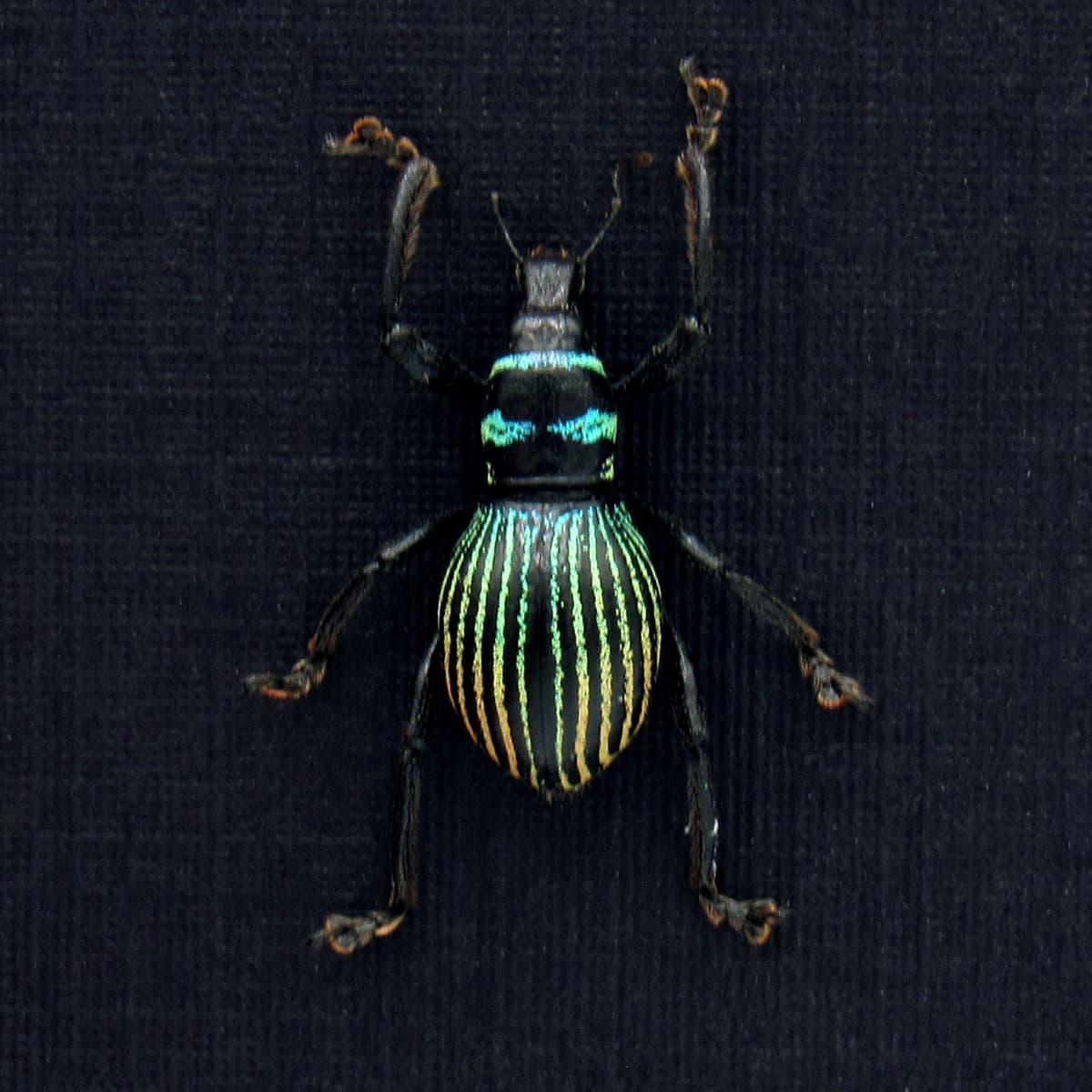 Real weevil beetle framed specimen - Metapocyrtus species