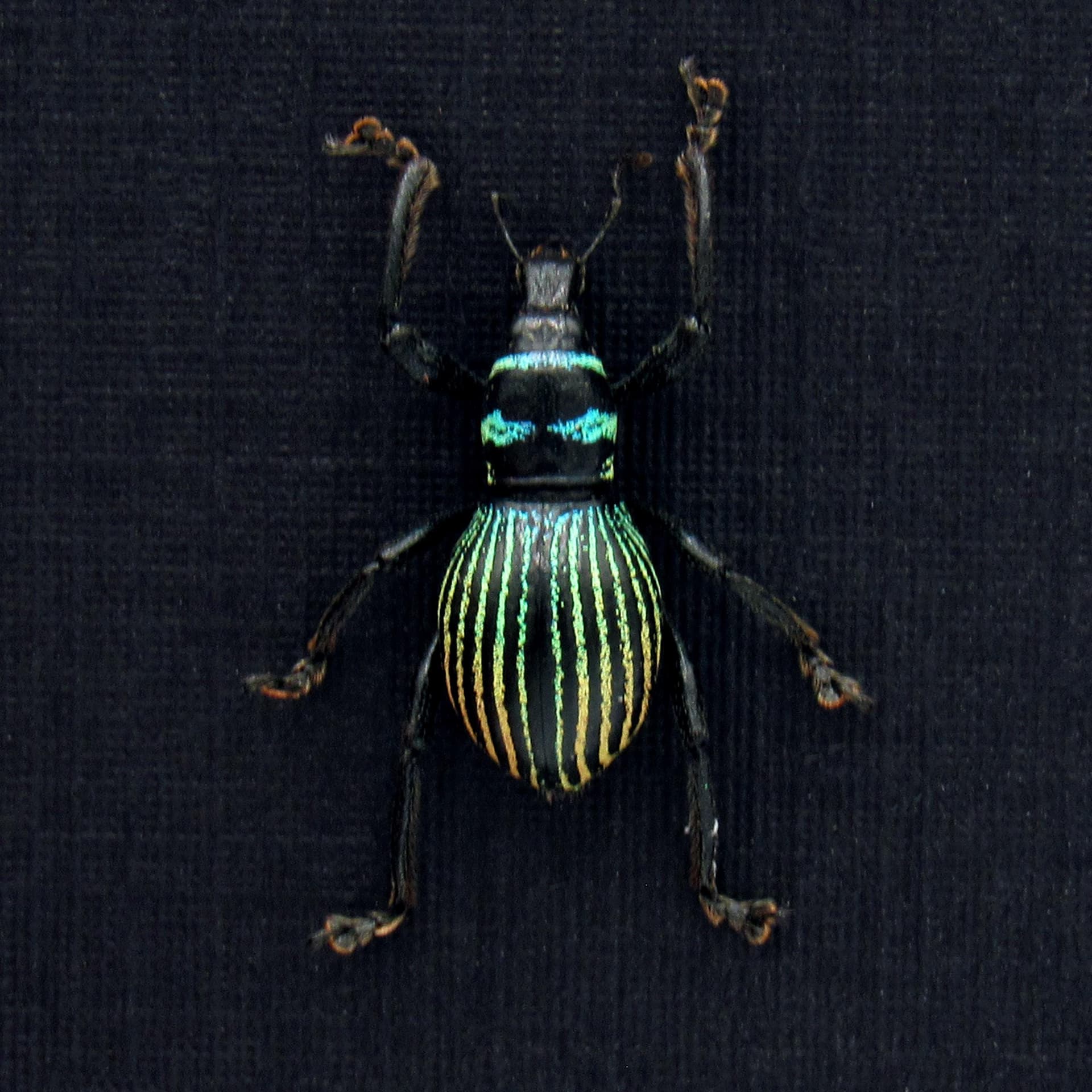 Real weevil beetle framed specimen - Metapocyrtus species