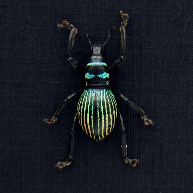 Real weevil beetle framed specimen - Metapocyrtus species