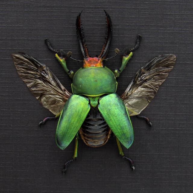 Real green Stag beetle framed taxidermy - Lamprima adolphinae - large