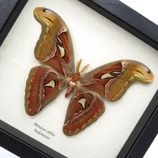 Real Giant Atlas moth framed taxidermy - Attacus atlas