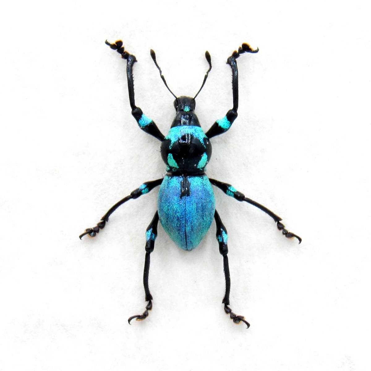 Rare blue weevil beetle framed specimen - Metapocyrtus jaysoni