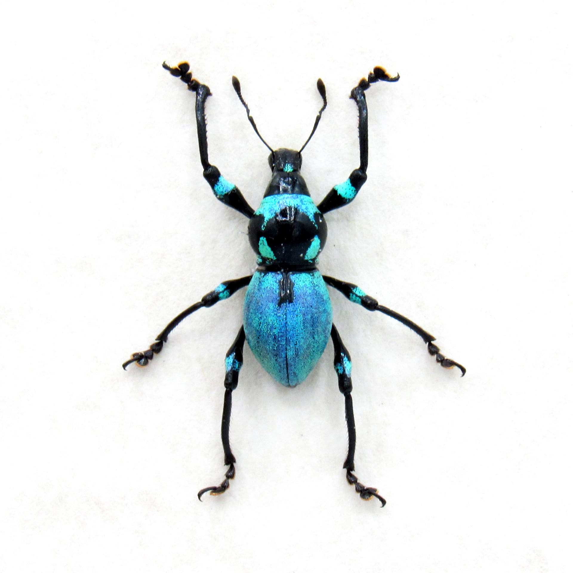 Rare blue weevil beetle framed specimen - Metapocyrtus jaysoni