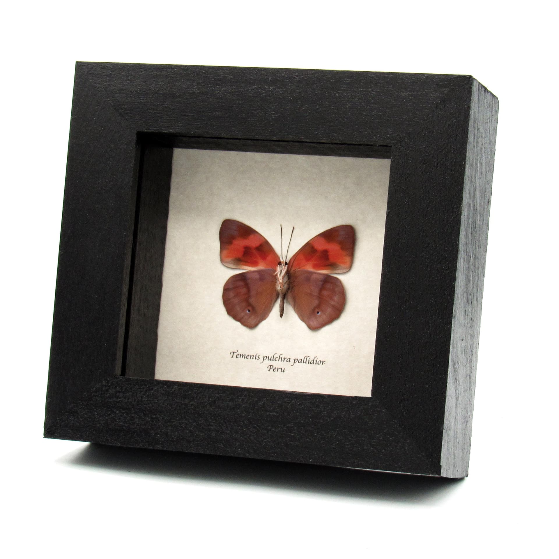 Real butterfly framed taxidermy - Temenis pulchra pallidior