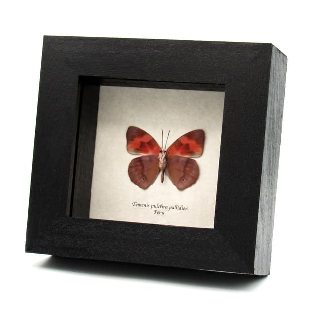 Real butterfly framed taxidermy - Temenis pulchra pallidior