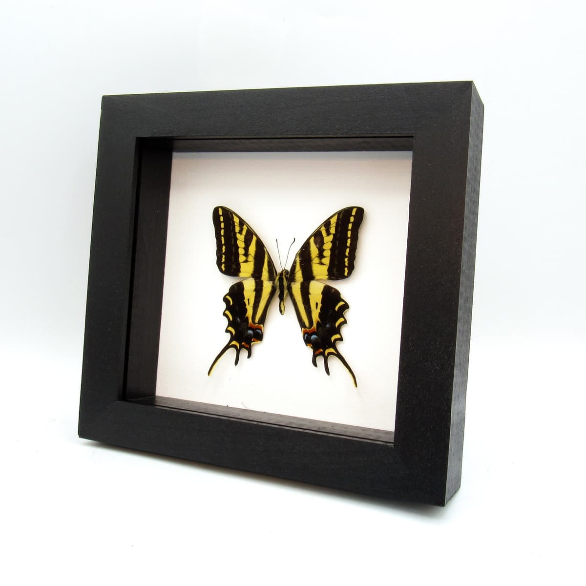 Rare Three-tailed Tiger swallowtail butterfly framed taxidermy - Papilio pilumnus