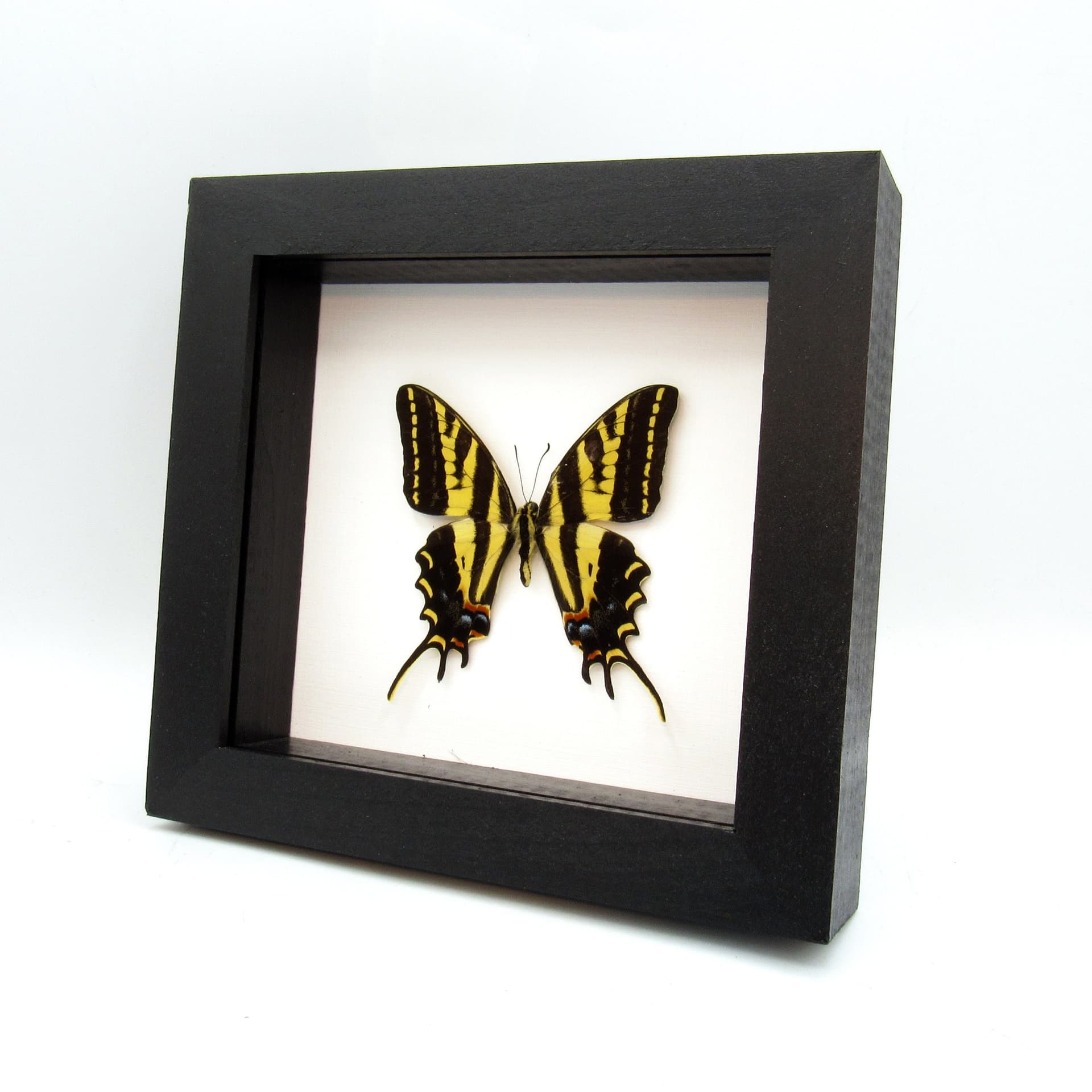 Rare Three-tailed Tiger swallowtail butterfly framed taxidermy - Papilio pilumnus