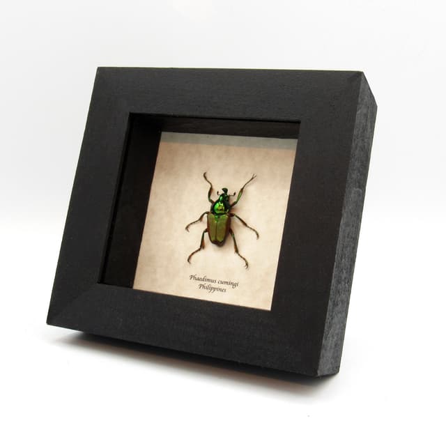 Real metallic green Scarab beetle framed taxidermy - Phaedimus cumingi