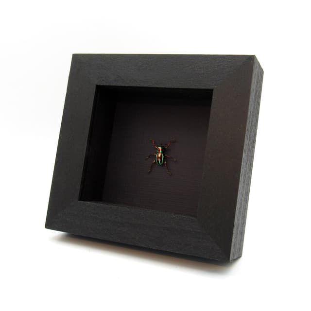 WEEVIL MANIA!  Real metallic red and green weevil framed taxidermy - Pachyrhynchus pulchellus