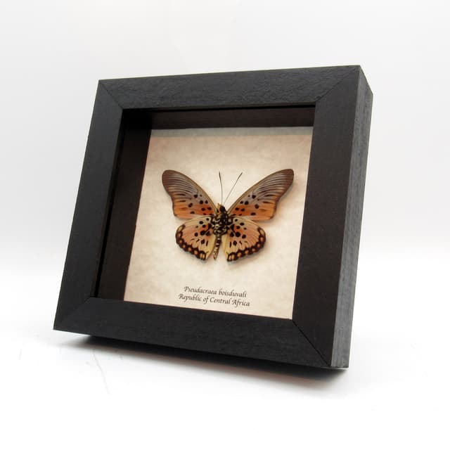 Real framed butterfly taxidermy - Pseudacraea boisduvali - peach form