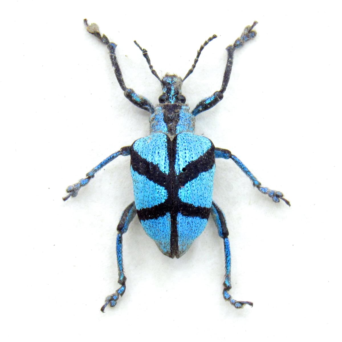Rare blue metallic weevil framed taxidermy - Polytelis decussatus