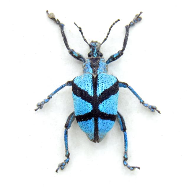 Rare blue metallic weevil framed taxidermy - Polytelis decussatus