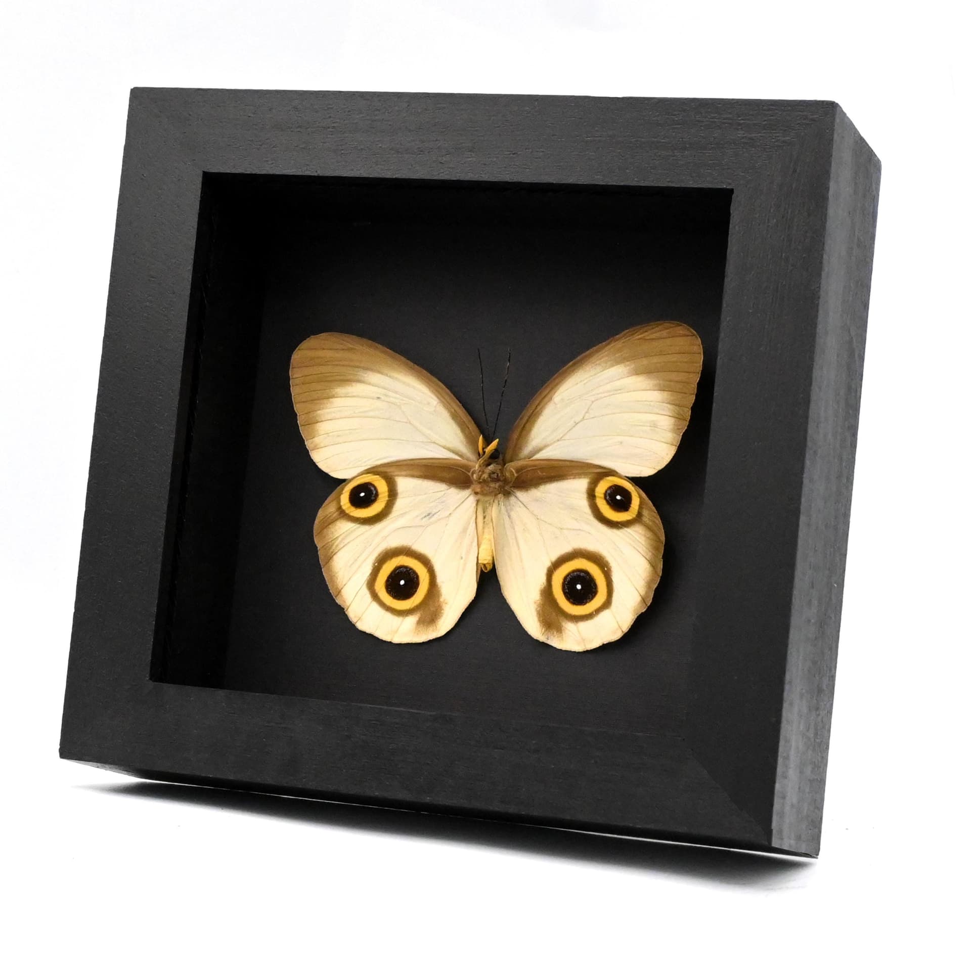Rare Owl butterfly framed taxidermy - Taenaris selene - large female
