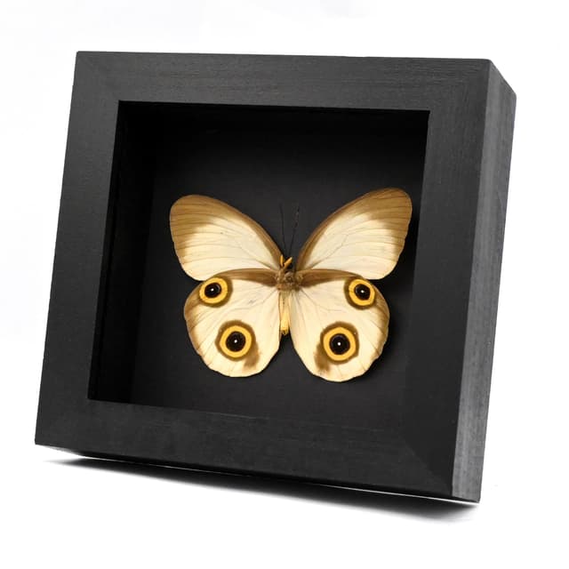 Rare Owl butterfly framed taxidermy - Taenaris selene - large female